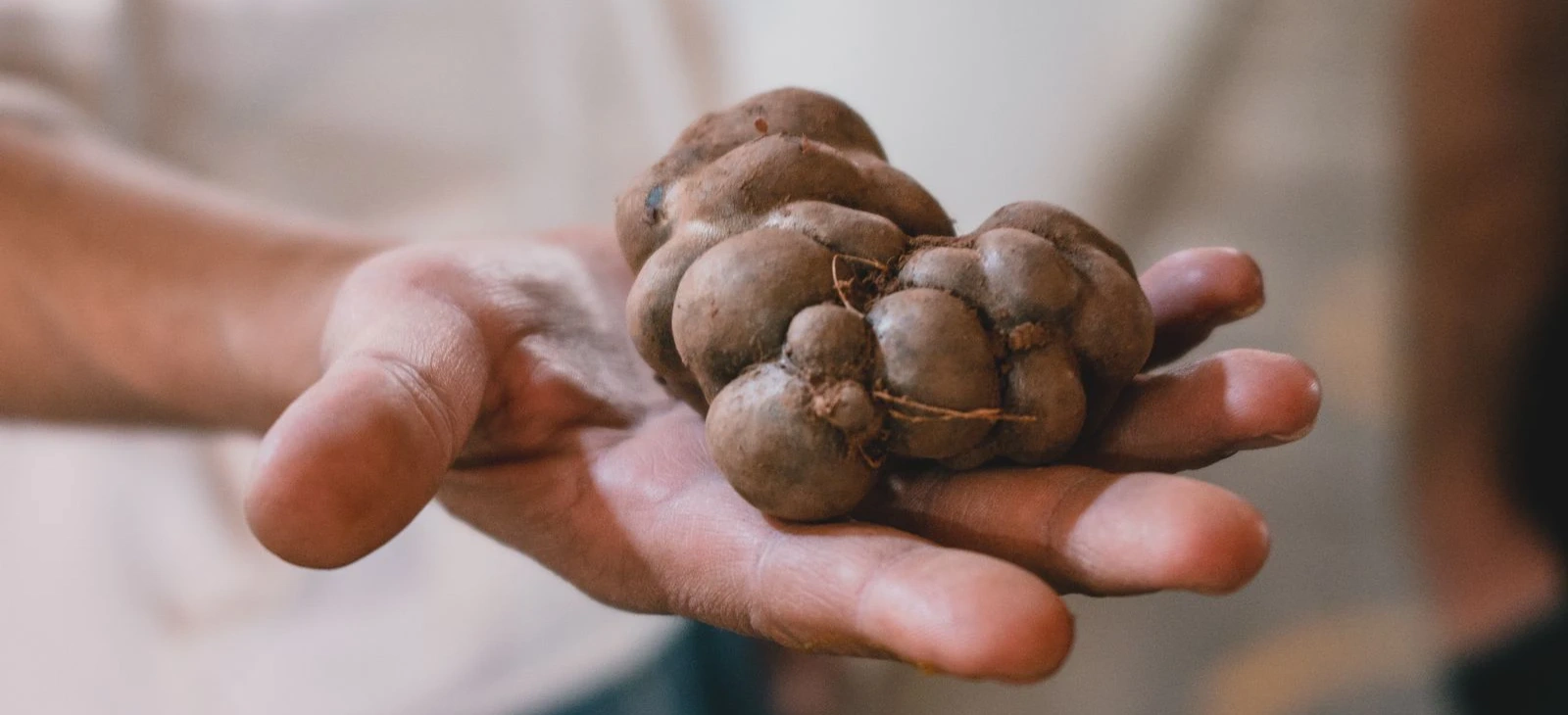 Variety of colorful Peruvian native potatoes